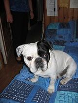 Boule_sur_le_lit_2 Boule_sur_le_lit_2