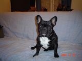 Rocco (1) Rocco (1)