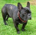 Rocco (2) Rocco (2)