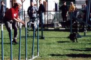 Concours d'agility Procanina