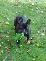 Théo et le crocodile