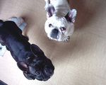 Mes deux boulamours!