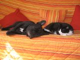 Uber et Twister faisant la sieste Uber et Twister faisant la sieste