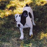 J'ai l'air avec ma tite oreille tombante