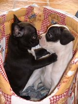 Premier bisous Premier bisous