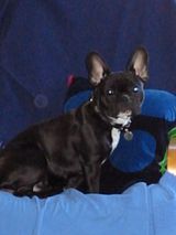 Mon Uléma dans toute sa splendeur