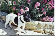 Velours_en_fleurs Velours_en_fleurs