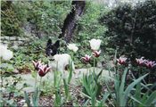 Velours_et_les_tulipes Velours_et_les_tulipes