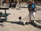 jeu_de_boules_place_des_lices_st-tropez_4 jeu_de_boules_place_des_lices_st-tropez_4