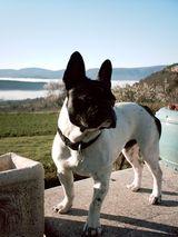 les_amandiers_en_luberon_010406_002 les_amandiers_en_luberon_010406_002