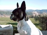 les_amandiers_en_luberon_010406_009 les_amandiers_en_luberon_010406_009