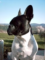 les_amandiers_en_luberon_010406_012 les_amandiers_en_luberon_010406_012