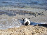 trop_tard_ca_baigne trop_tard_ca_baigne