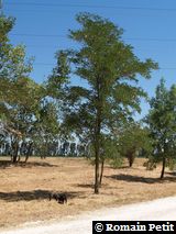 040820071207d 040820071207d