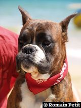 Voltan à la plage le 20/08/2006 Voltan à la plage le 20/08/2006