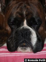 Chez Voltan le 11/08/2007 Chez Voltan le 11/08/2007