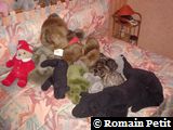 Néronne et les peluches Néronne et les peluches