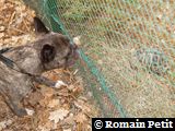 Néronne et les tortues de Gonfaron Néronne et les tortues de Gonfaron