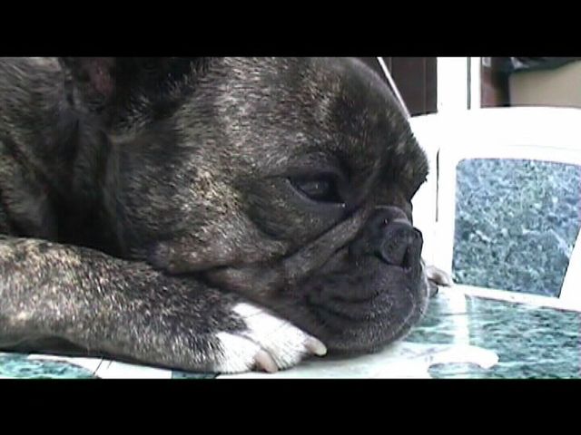 Néronne sur la table de jardin Néronne sur la table de jardin