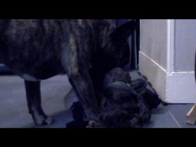 Néronne joue avec des bas Néronne joue avec des bas