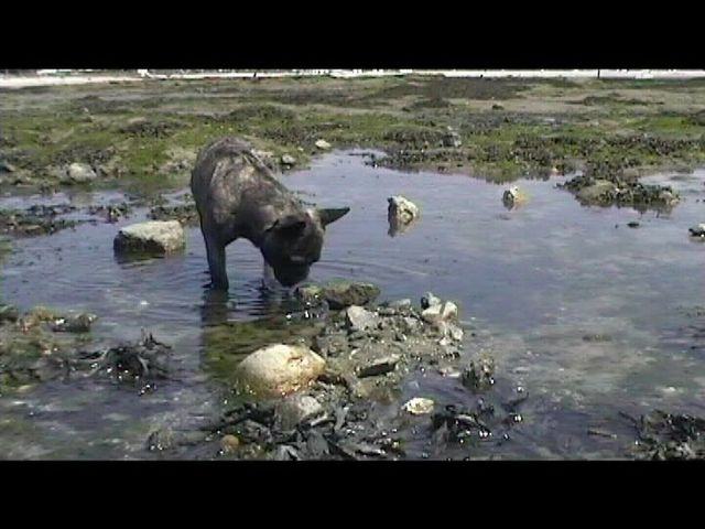 Néronne parmi les algues à marée basse 2 Néronne parmi les algues à marée basse 2