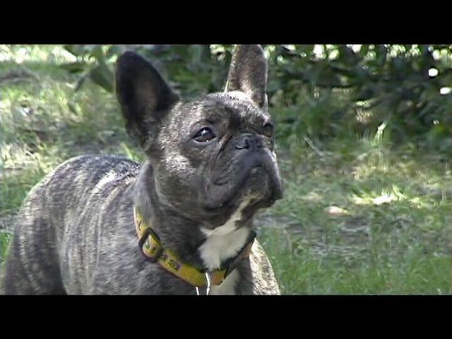 Néronne se promène à l'ombre des arbres Néronne se promène à l'ombre des arbres