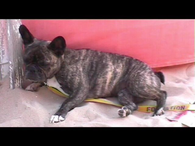 Néronne se repose à la plage 2 Néronne se repose à la plage 2