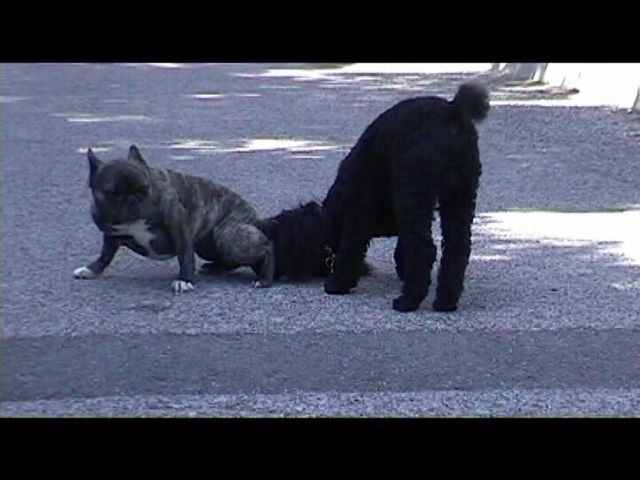 Néronne joue avec Gamin Néronne joue avec Gamin