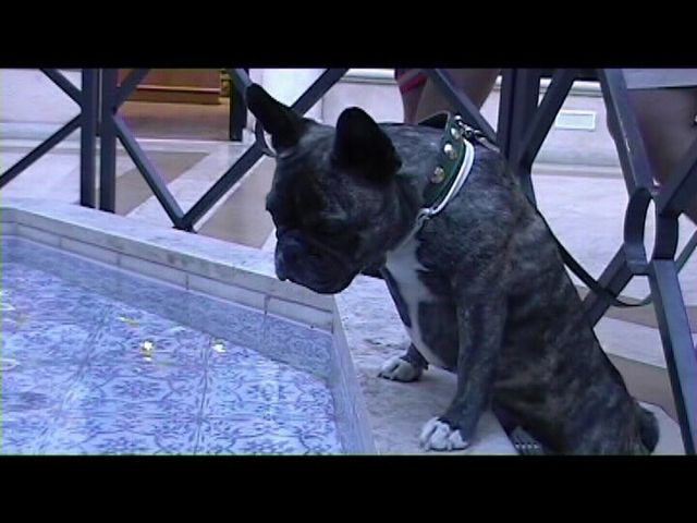 Néronne se promène à St Tropez Néronne se promène à St Tropez