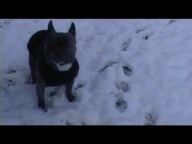 Néronne et les joies de la neige Néronne et les joies de la neige