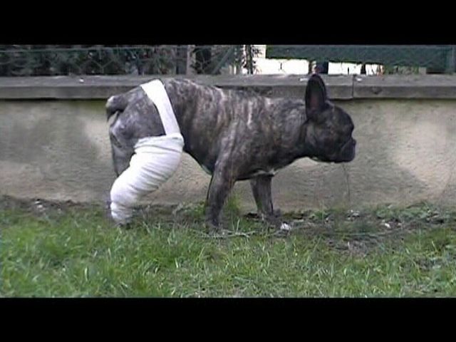 Néronne et sa luxation dans le jardin Néronne et sa luxation dans le jardin