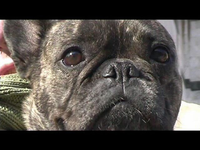 Néronne a peur du son des cloches Néronne a peur du son des cloches