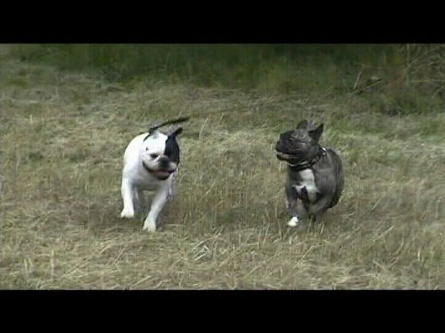 Promenade avec Oskar - Partie 1/2 Promenade avec Oskar - Partie 1/2