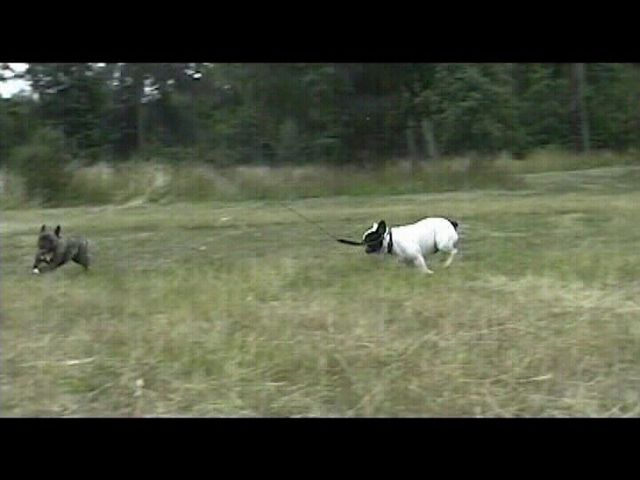 Promenade avec Oskar - Partie 2/2 Promenade avec Oskar - Partie 2/2