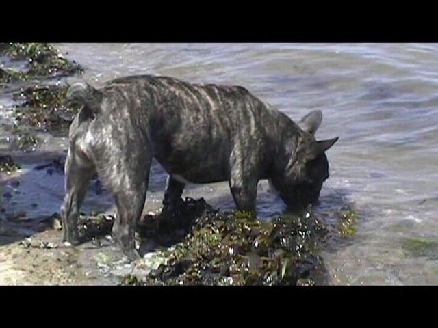 Néronne attrape des algues Néronne attrape des algues