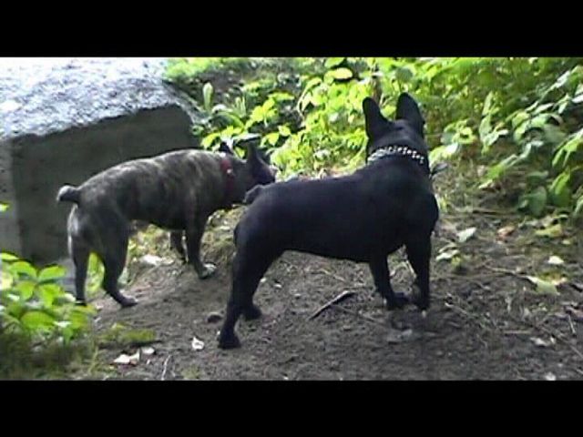 Néronne se promène avec Tarabiscotte Néronne se promène avec Tarabiscotte