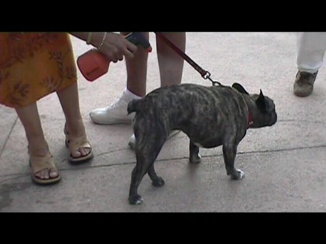 Néronne se raffraichi au pulvérisateur Néronne se raffraichi au pulvérisateur