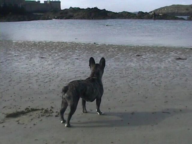 Néronne se promène sur la plage de St Malo Néronne se promène sur la plage de St Malo