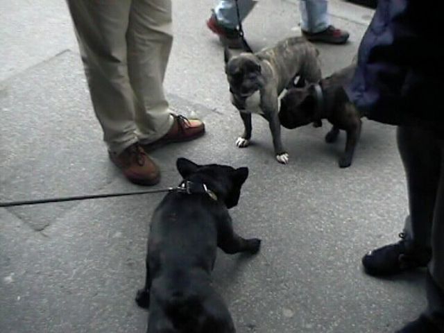 Néronne rencontre trois bouledogues autrichiens Néronne rencontre trois bouledogues autrichiens