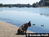 Néronne en Avignon