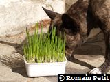 Néronne et son petit coin de verdure