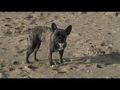 Néronne en promenade sur la plage 1