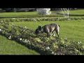 Néronne et les fleurs des jardins publics