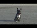 Néronne se promène sur la plage de Deauville