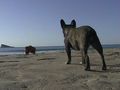 Néronne joue avec son pôpa sur la plage