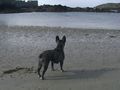 Néronne se promène sur la plage de St Malo