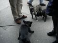 Néronne rencontre trois bouledogues autrichiens