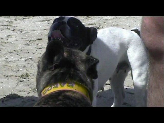 Néronne rencontre deux bouledogues sur la plage