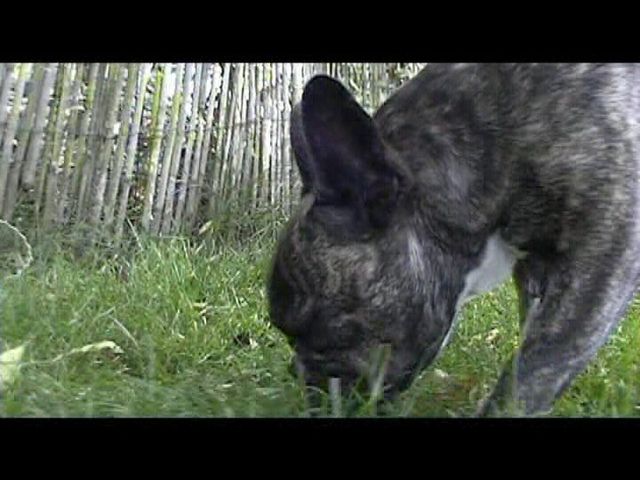 Néronne dans le jardin