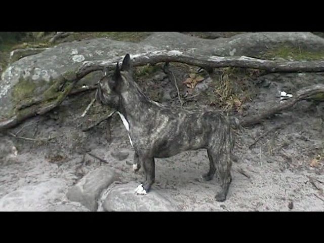 Néronne en promenade en forêt